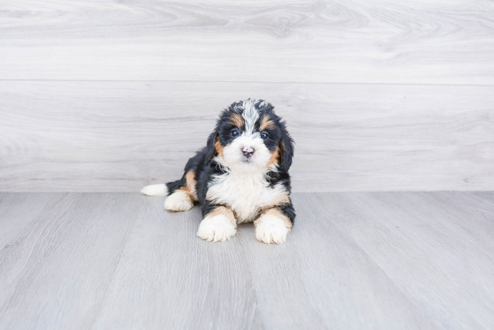 Happy Mini Bernedoodle Baby