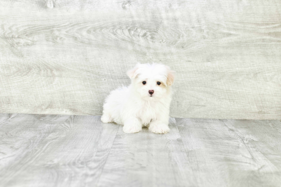 Maltipoo Puppy for Adoption