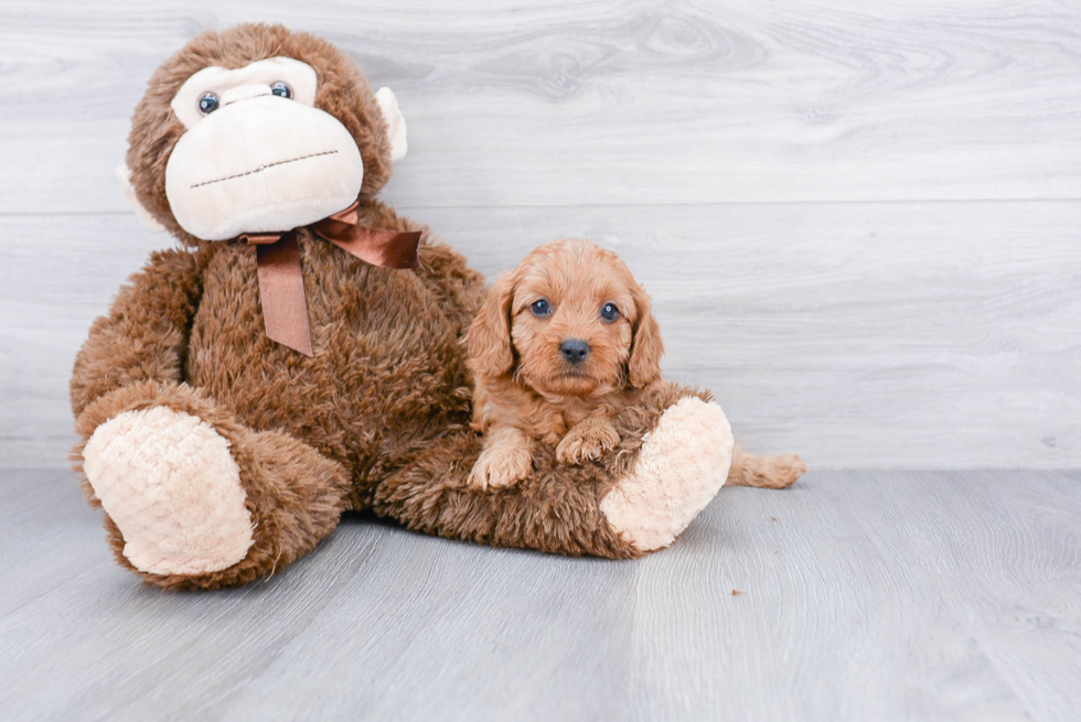 Cavapoo Puppy for Adoption