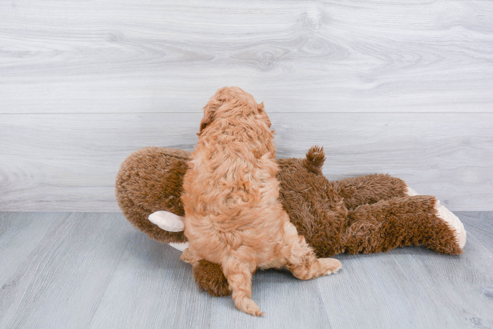 Funny Cavapoo Poodle Mix Pup