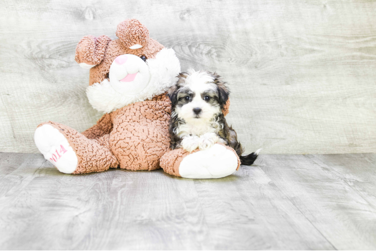 Funny Havanese Baby