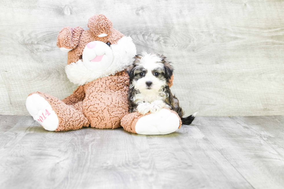 Funny Havanese Baby