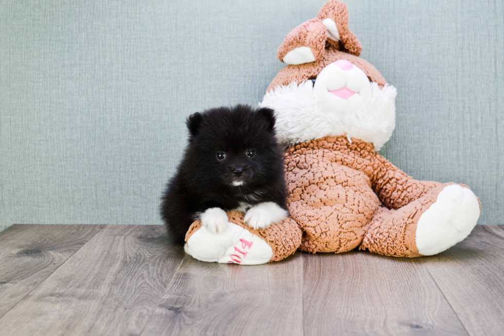 Cute Pomeranian Purebred Puppy