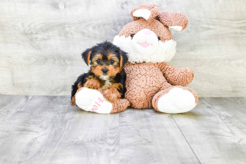 Meet Jeremy - our Yorkshire Terrier Puppy Photo 