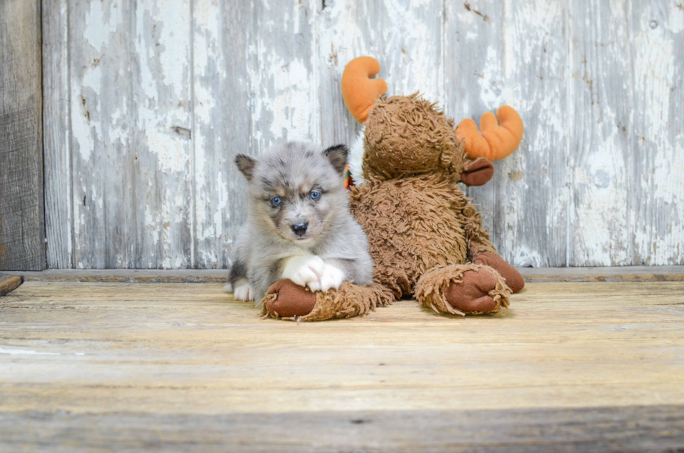 Best Pomsky Baby