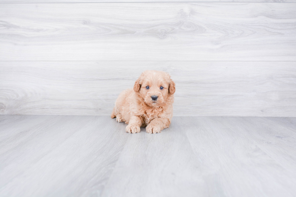 Best Mini Goldendoodle Baby