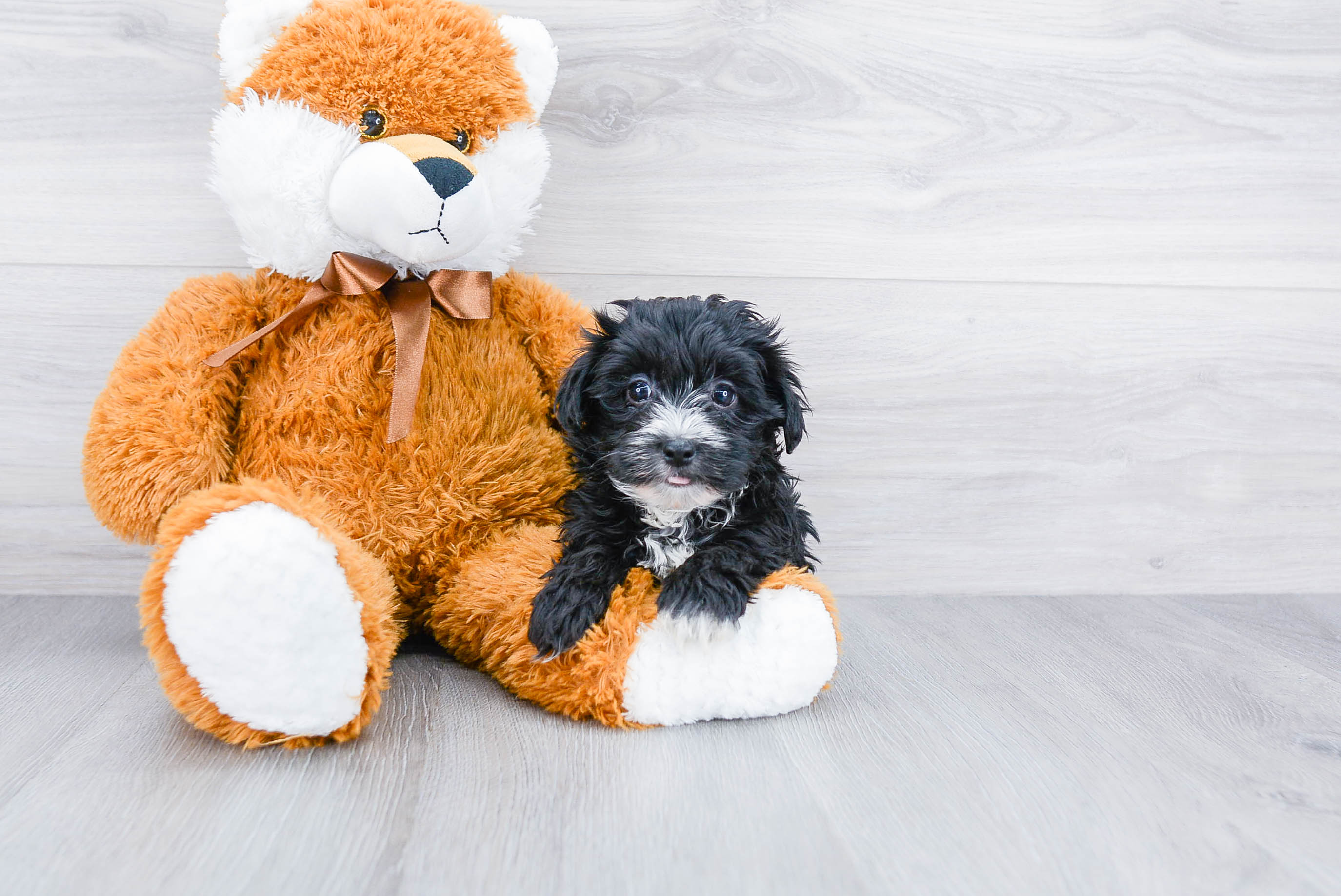 Morkie Puppy for Adoption