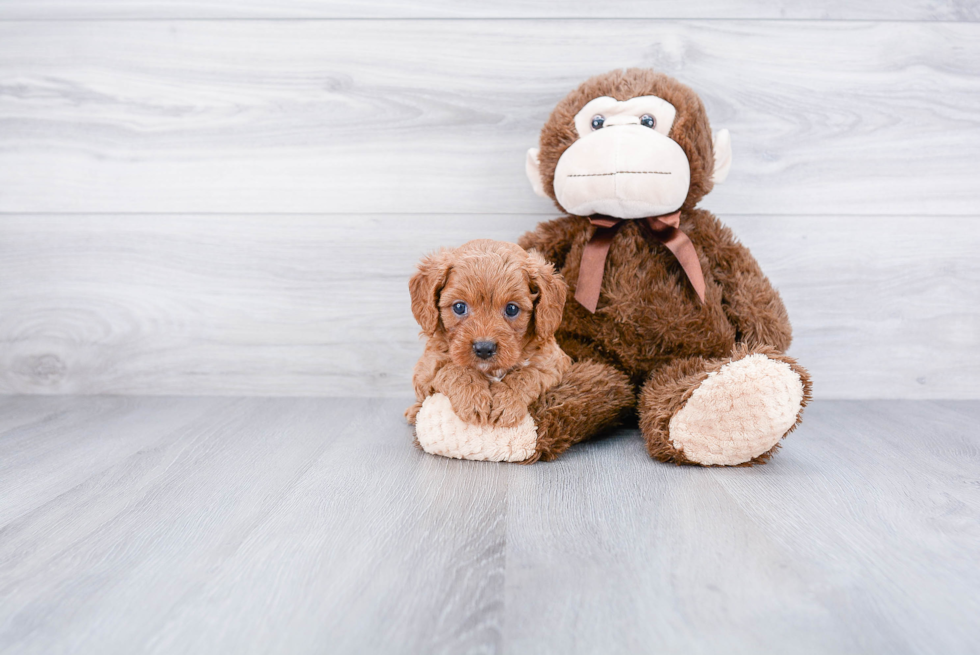 Funny Cavapoo Poodle Mix Pup