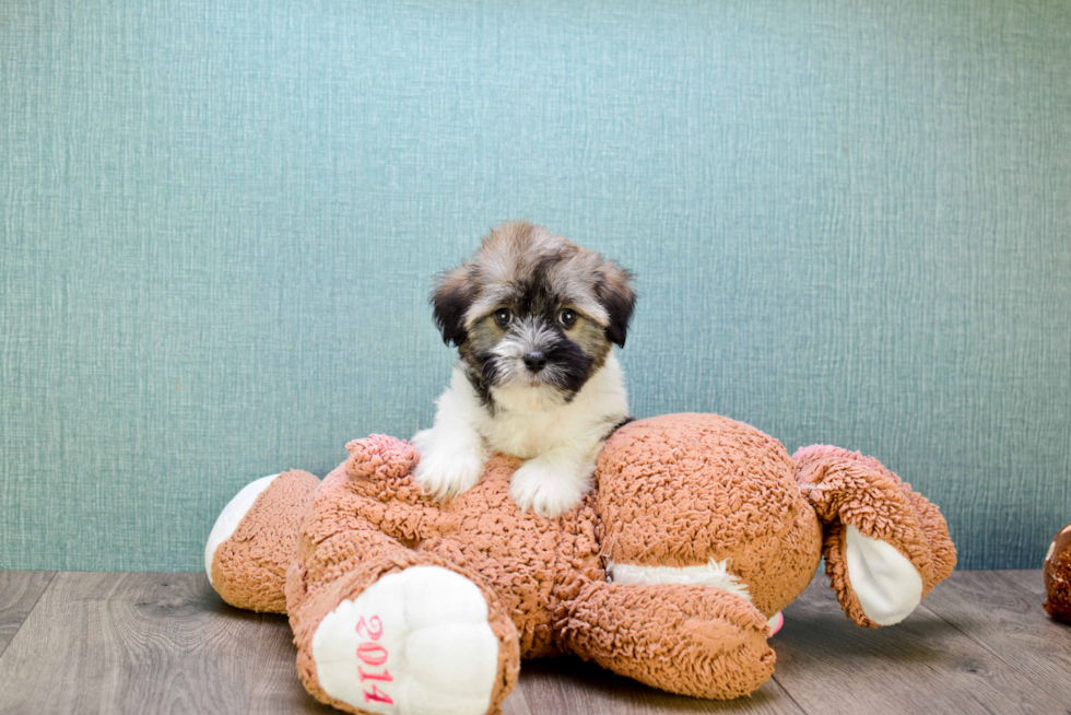 Fluffy Havanese Purebred Puppy