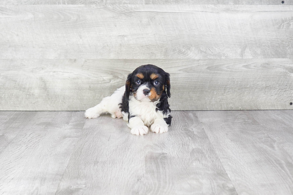 Sweet Cavalier King Charles Spaniel Purebred Puppy
