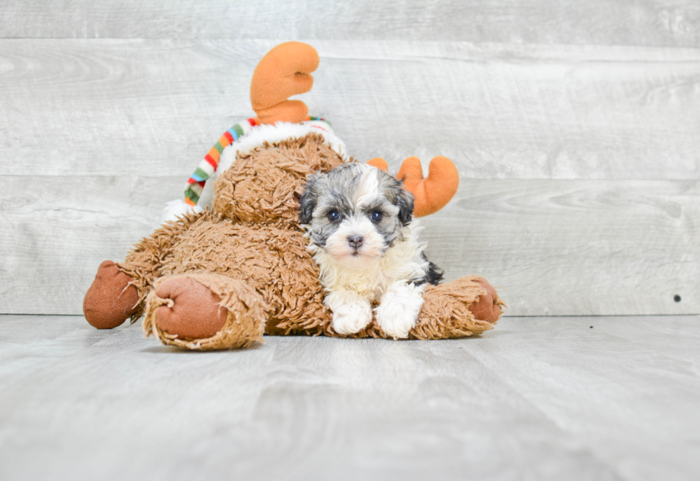 Funny Havanese Baby