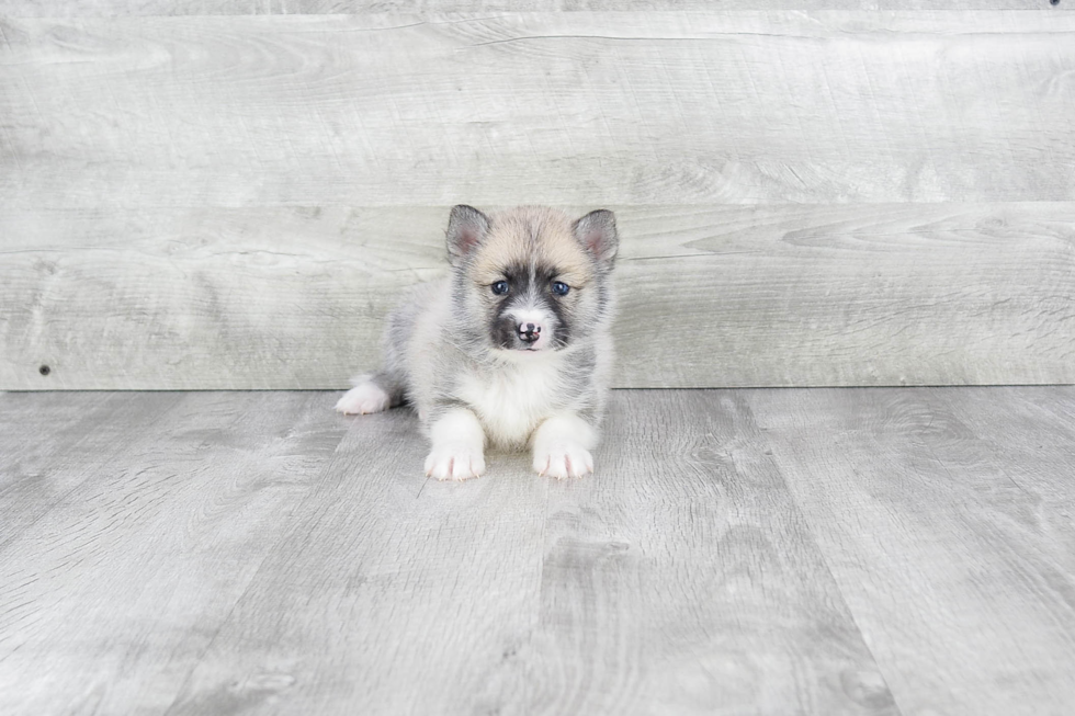 Best Pomsky Baby