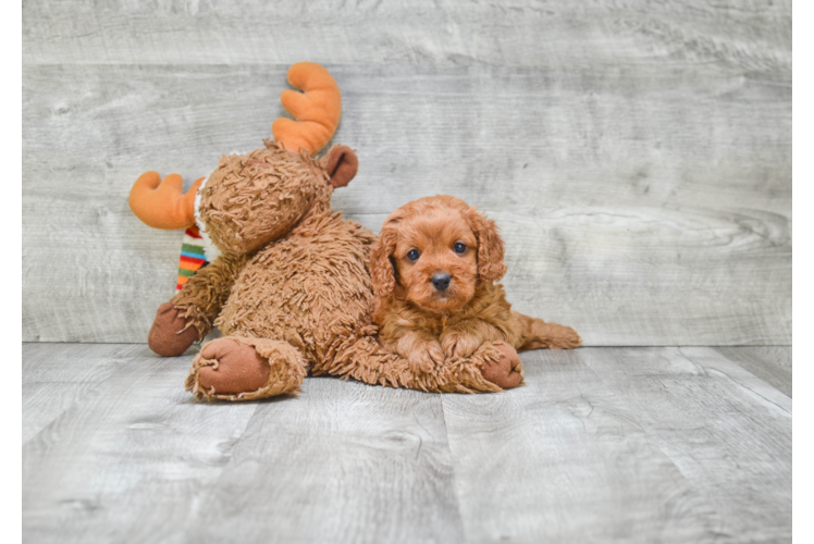 Cavapoo Puppy for Adoption