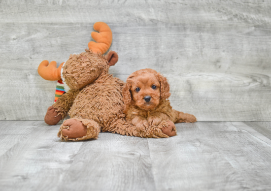 Cavapoo Puppy for Adoption