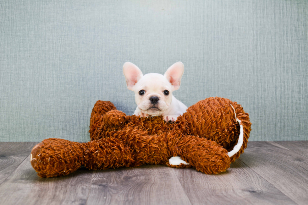 French Bulldog Puppy for Adoption