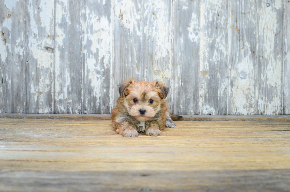 Friendly Morkie Baby