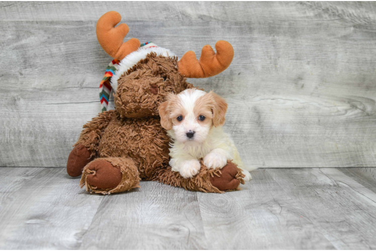 Happy Cavachon Baby