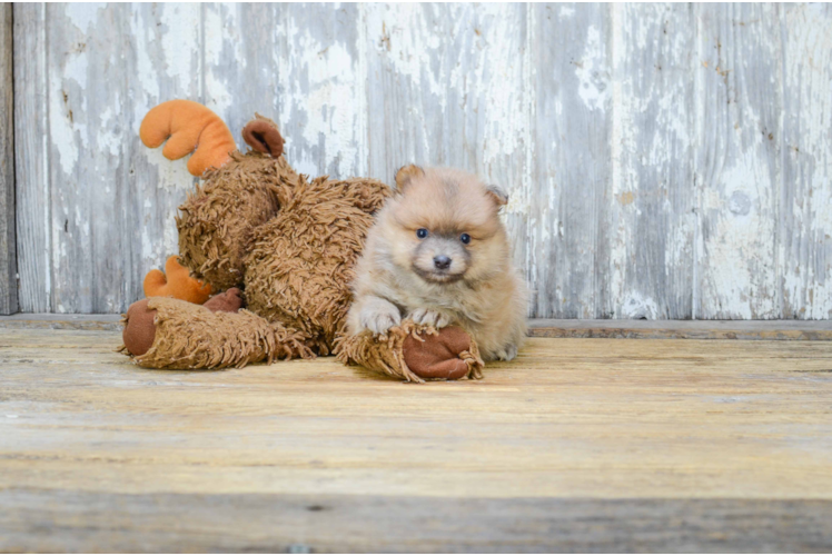 Pomeranian Pup Being Cute