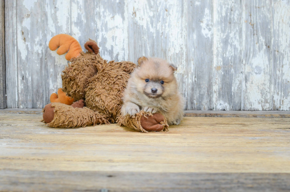 Pomeranian Pup Being Cute