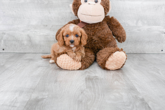 Energetic Cavoodle Poodle Mix Puppy