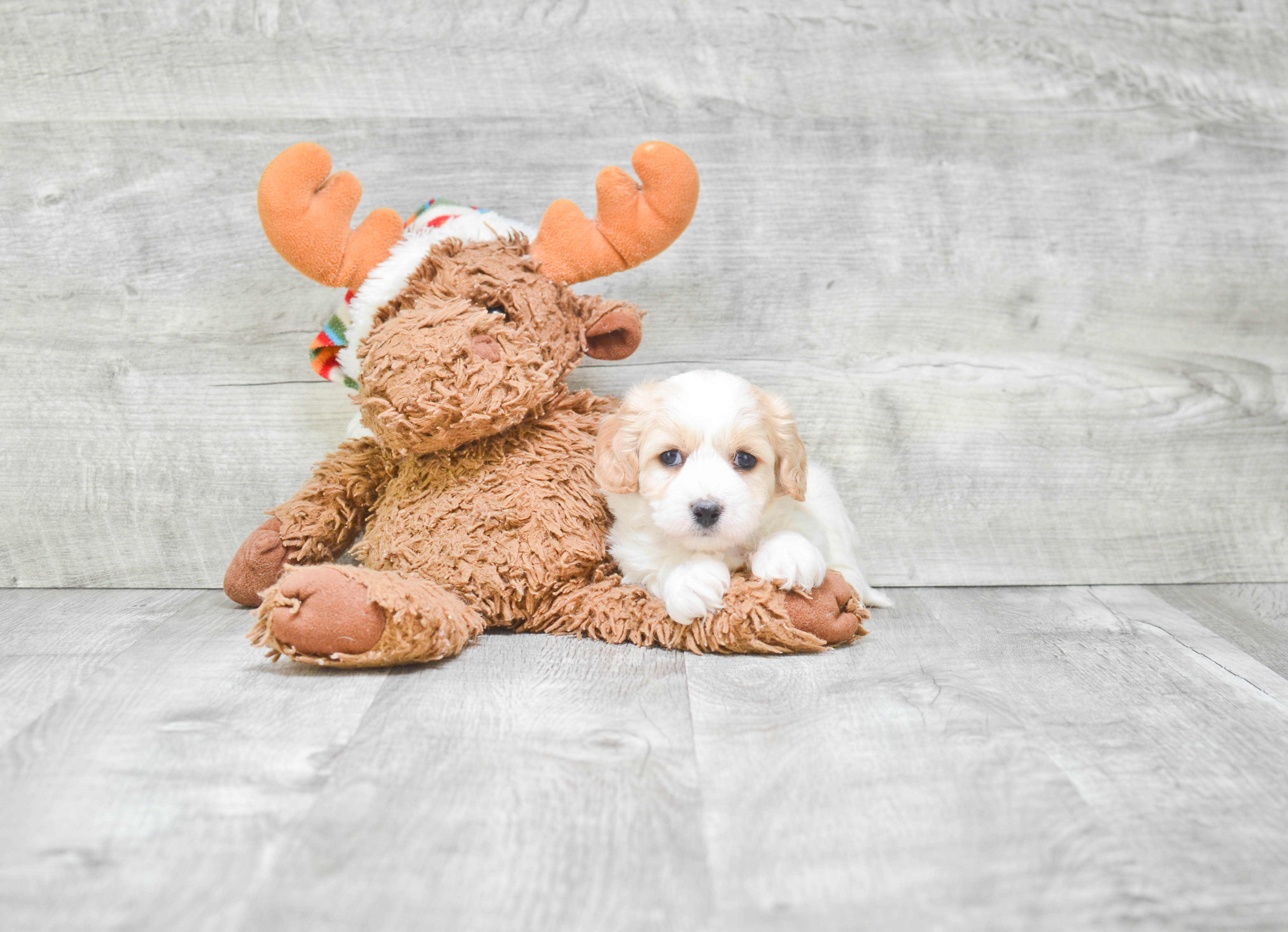 Happy Cavachon Baby