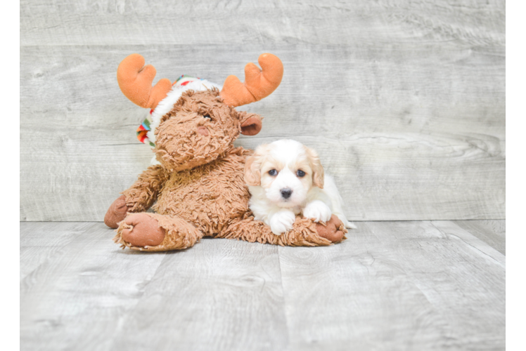 Happy Cavachon Baby