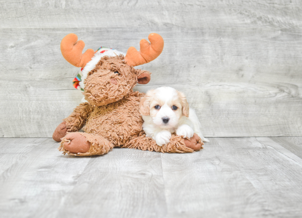 Happy Cavachon Baby