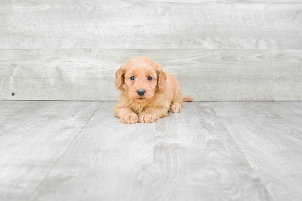 Best Mini Goldendoodle Baby