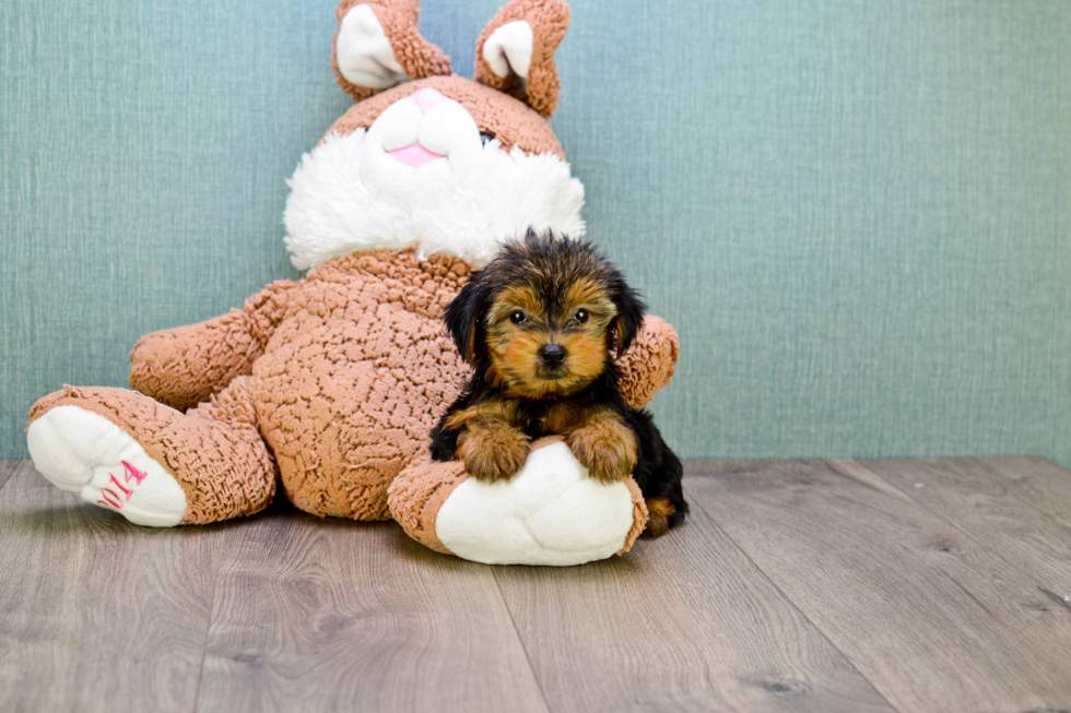 Meet Timmy - our Yorkshire Terrier Puppy Photo 