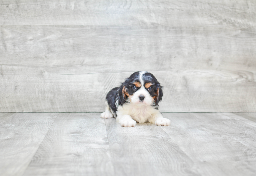 Cavalier King Charles Spaniel Pup Being Cute