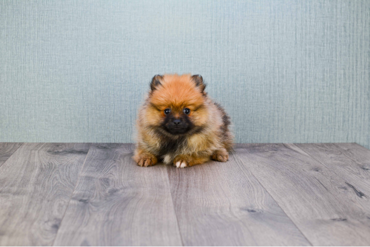 Pomeranian Pup Being Cute