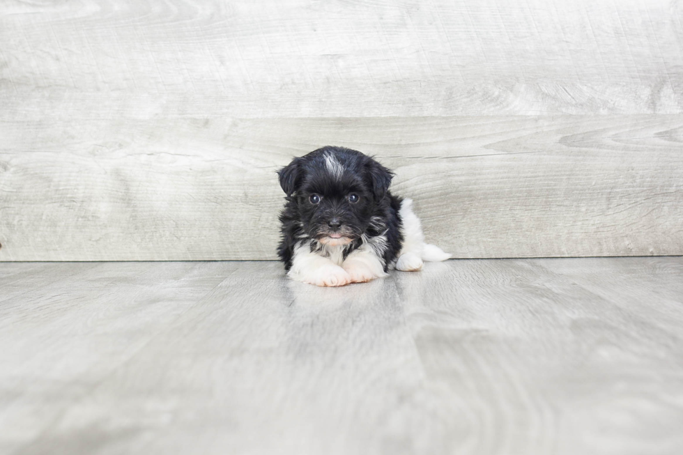 Havanese Puppy for Adoption