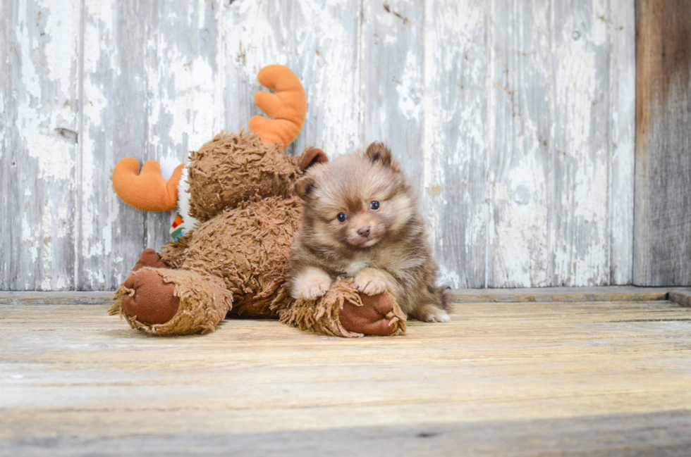 Funny Pomeranian Baby