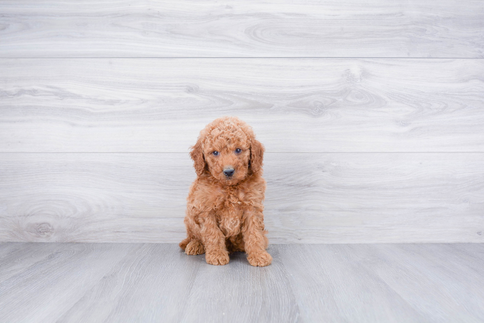 Fluffy Mini Goldendoodle Poodle Mix Pup