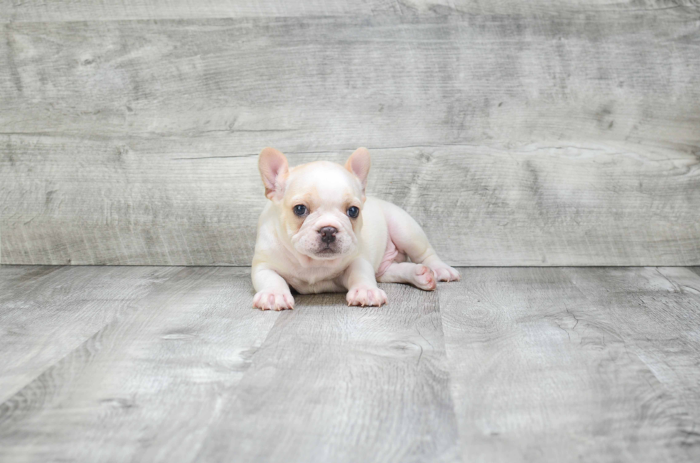 French Bulldog Puppy for Adoption