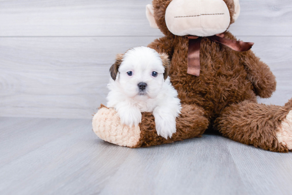 Best Teddy Bear Baby