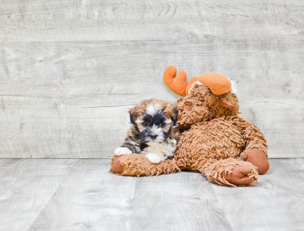 Little Havanese Purebred Pup