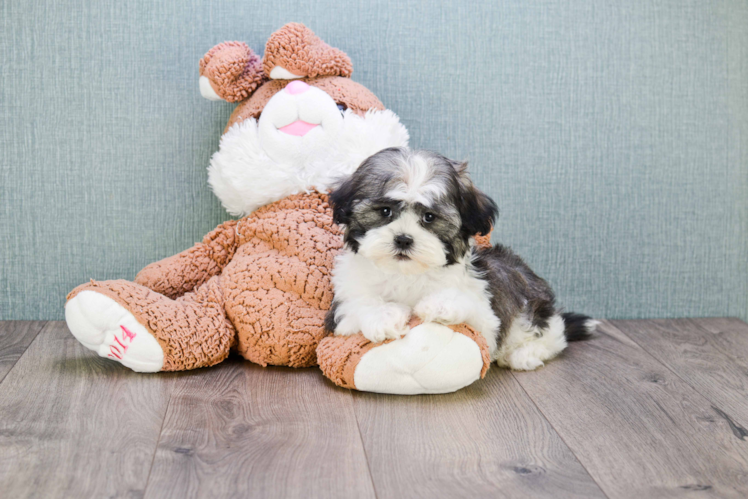 Teddy Bear Pup Being Cute
