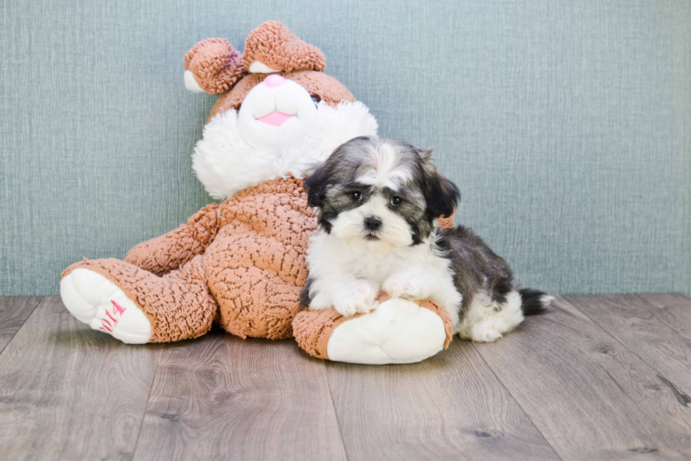Teddy Bear Pup Being Cute