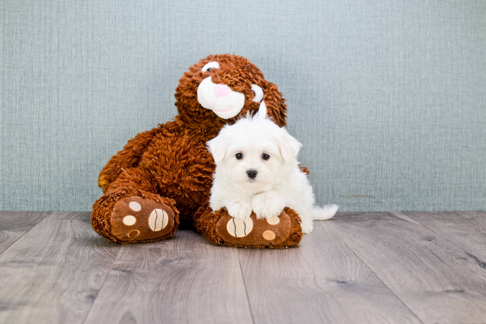 Maltese Pup Being Cute