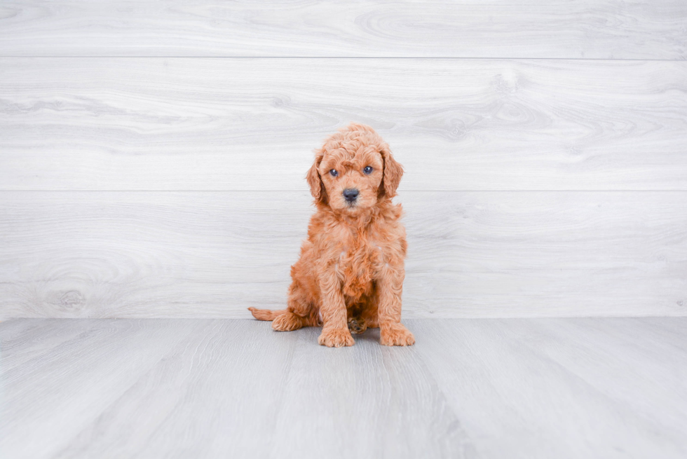 Small Mini Goldendoodle Baby