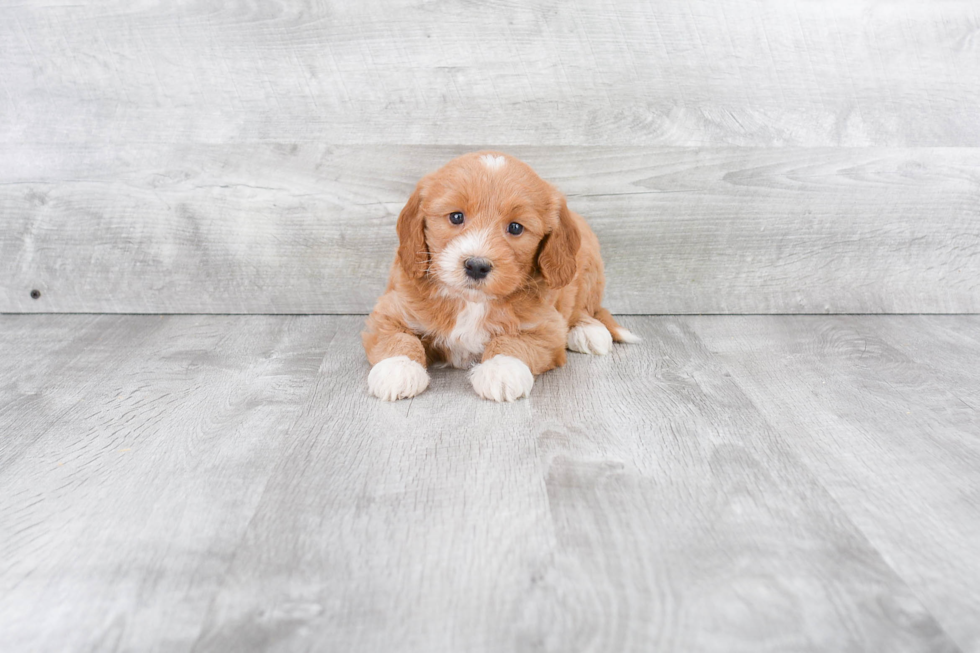 Best Mini Goldendoodle Baby