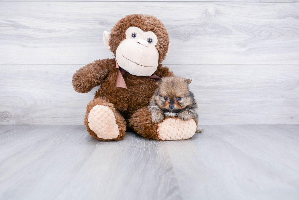 Adorable Pomeranian Purebred Puppy