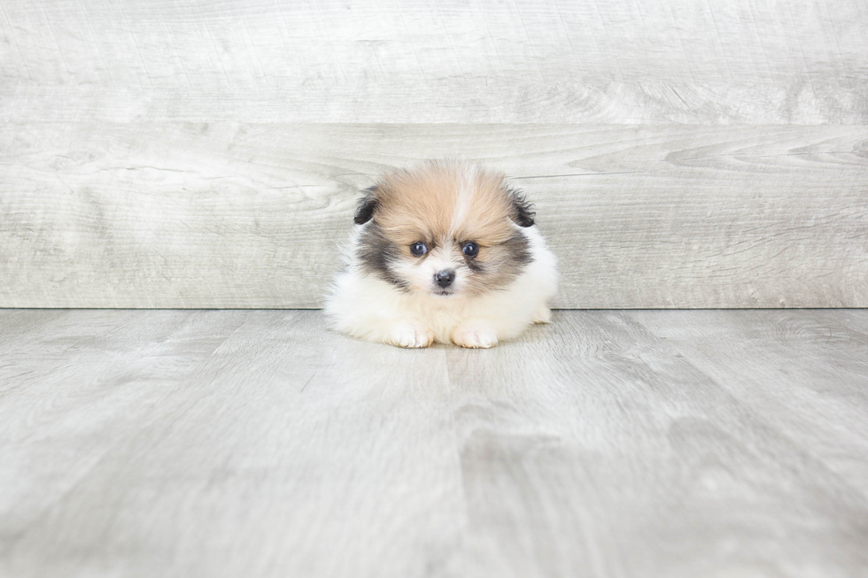 Pomeranian Puppy for Adoption