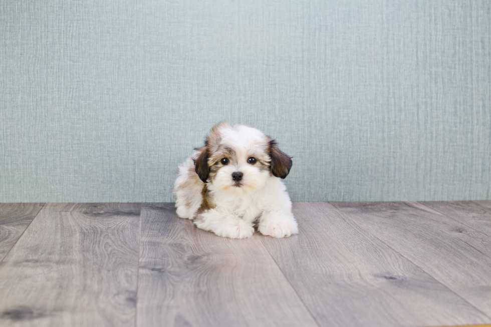 Friendly Havanese Baby