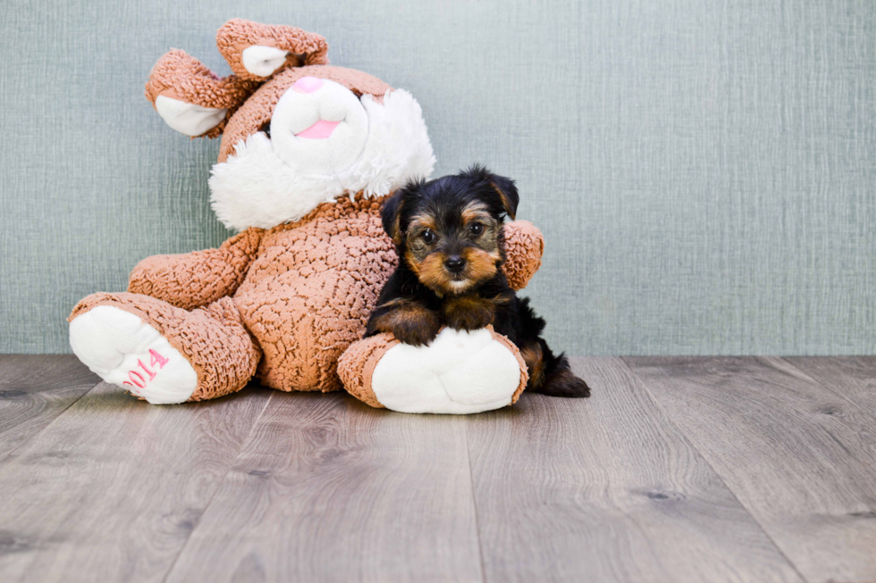 Meet Bella - our Yorkshire Terrier Puppy Photo 