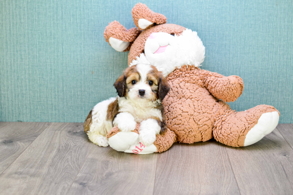 Adorable Cavalier Designer Puppy