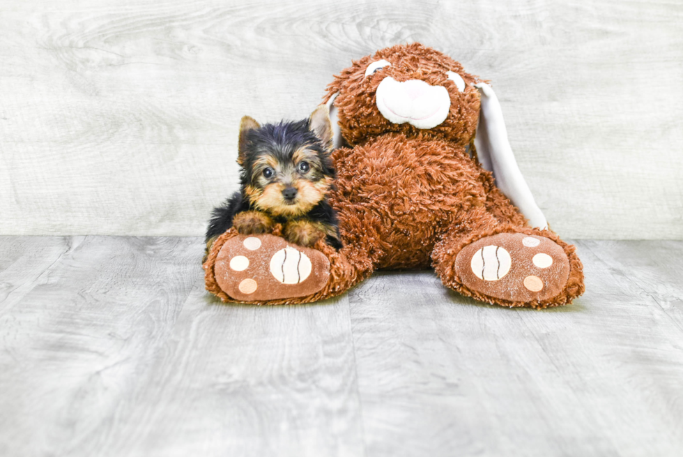 Meet Rascal - our Yorkshire Terrier Puppy Photo 