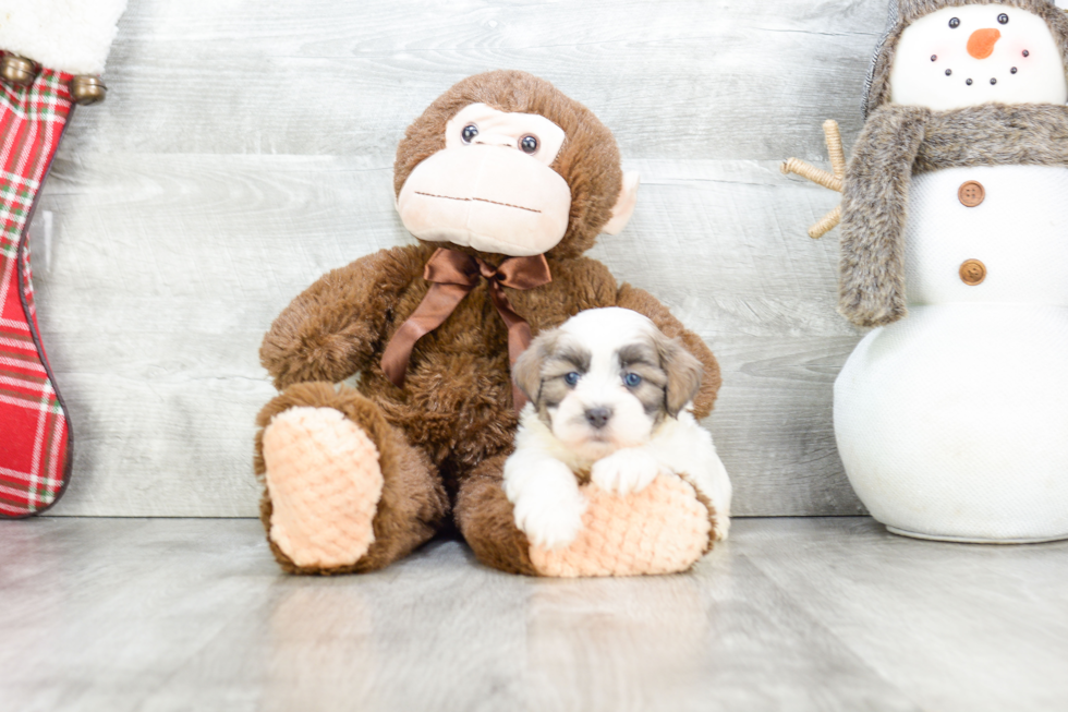 Popular Teddy Bear Designer Pup