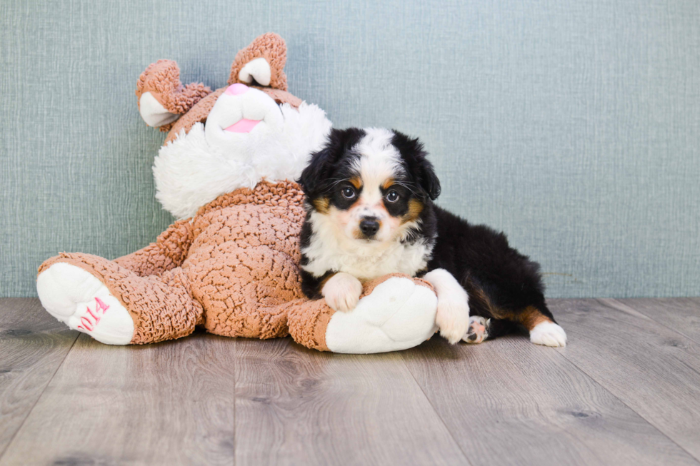 Mini Aussiedoodle Puppy for Adoption